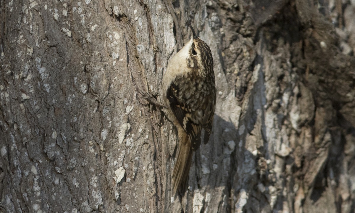 Brown Creeper (occidentalis Group) - ML27266131