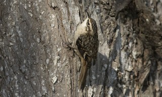  - Brown Creeper (occidentalis Group)