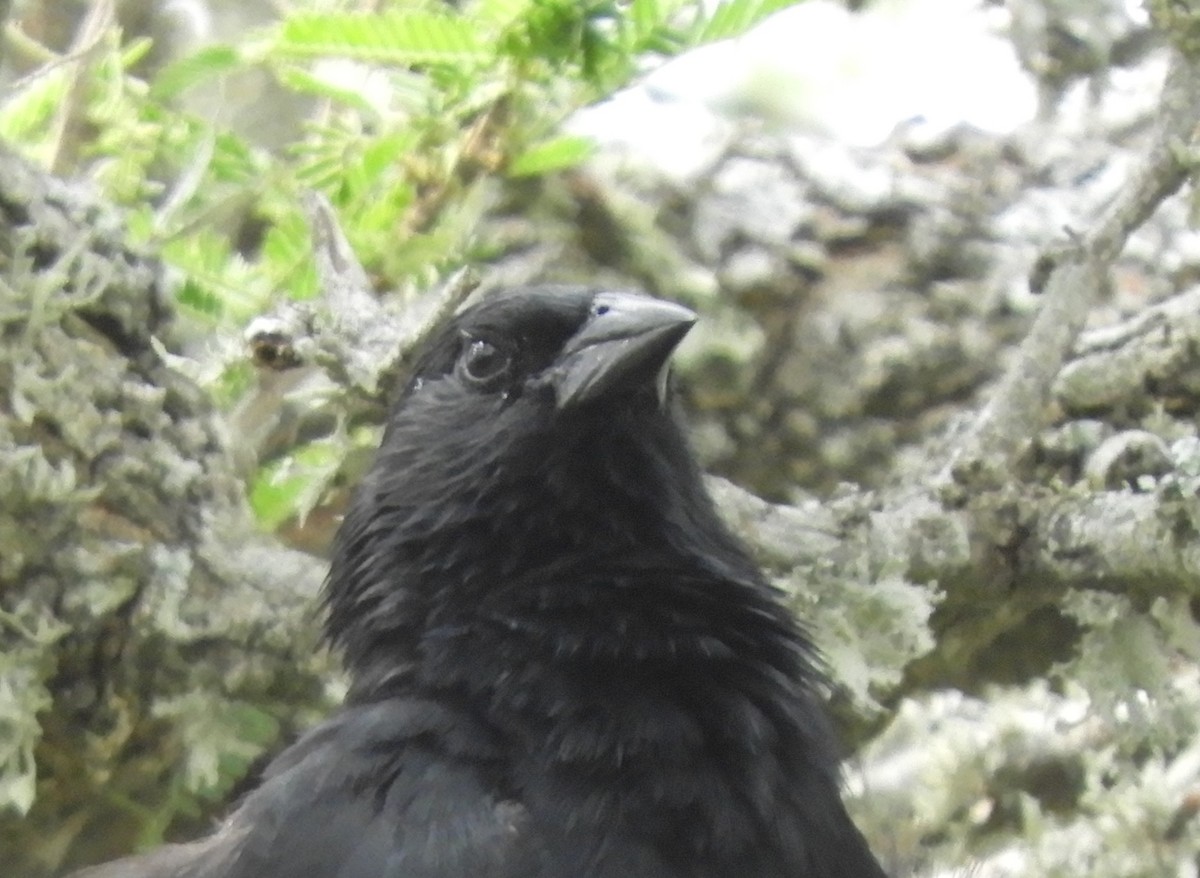 Chopi Blackbird - C.A.A.S.E.R. /AvesEntreRios