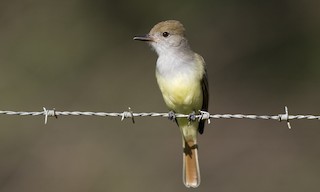  - Brown-crested Flycatcher