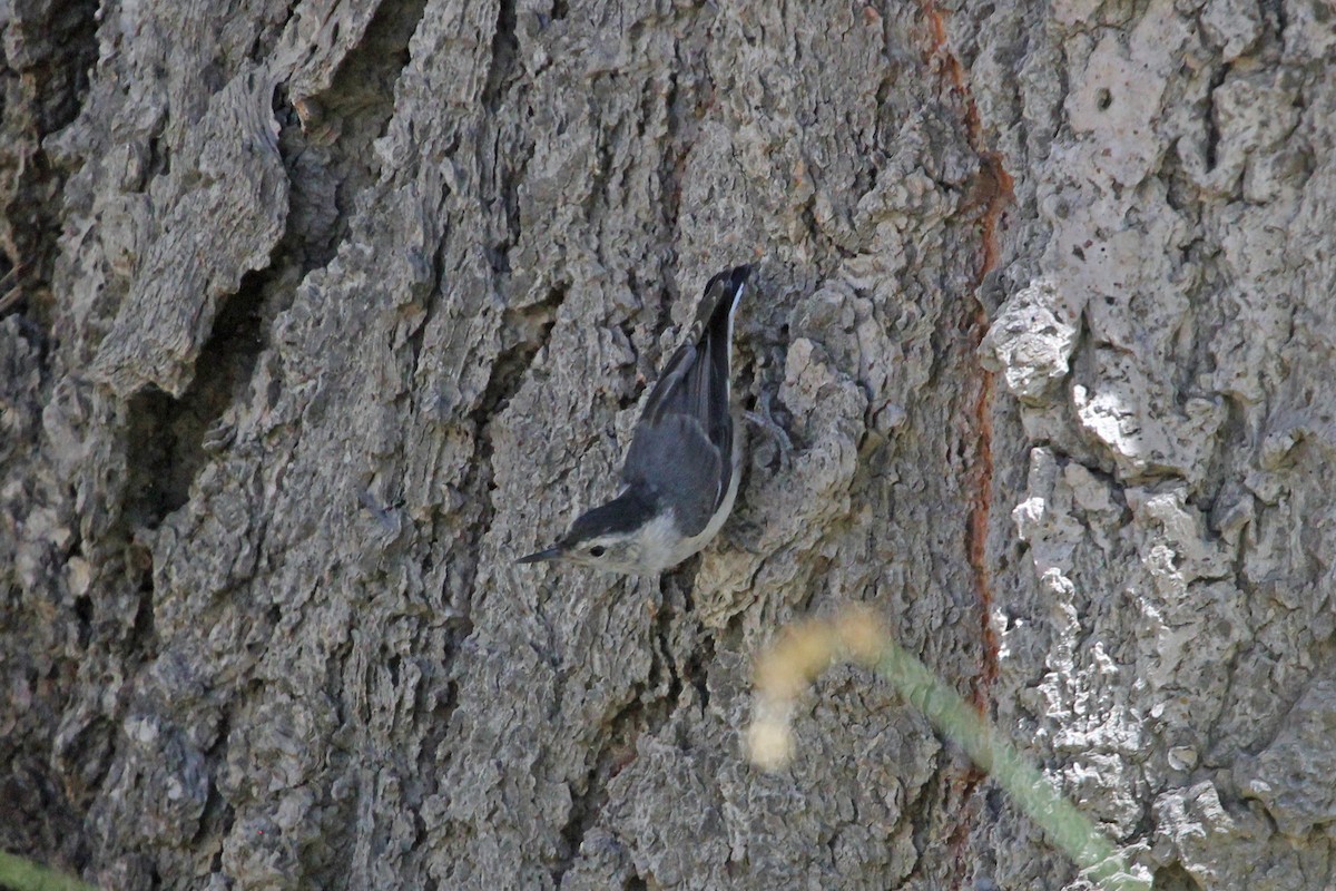 White-breasted Nuthatch - ML272666821