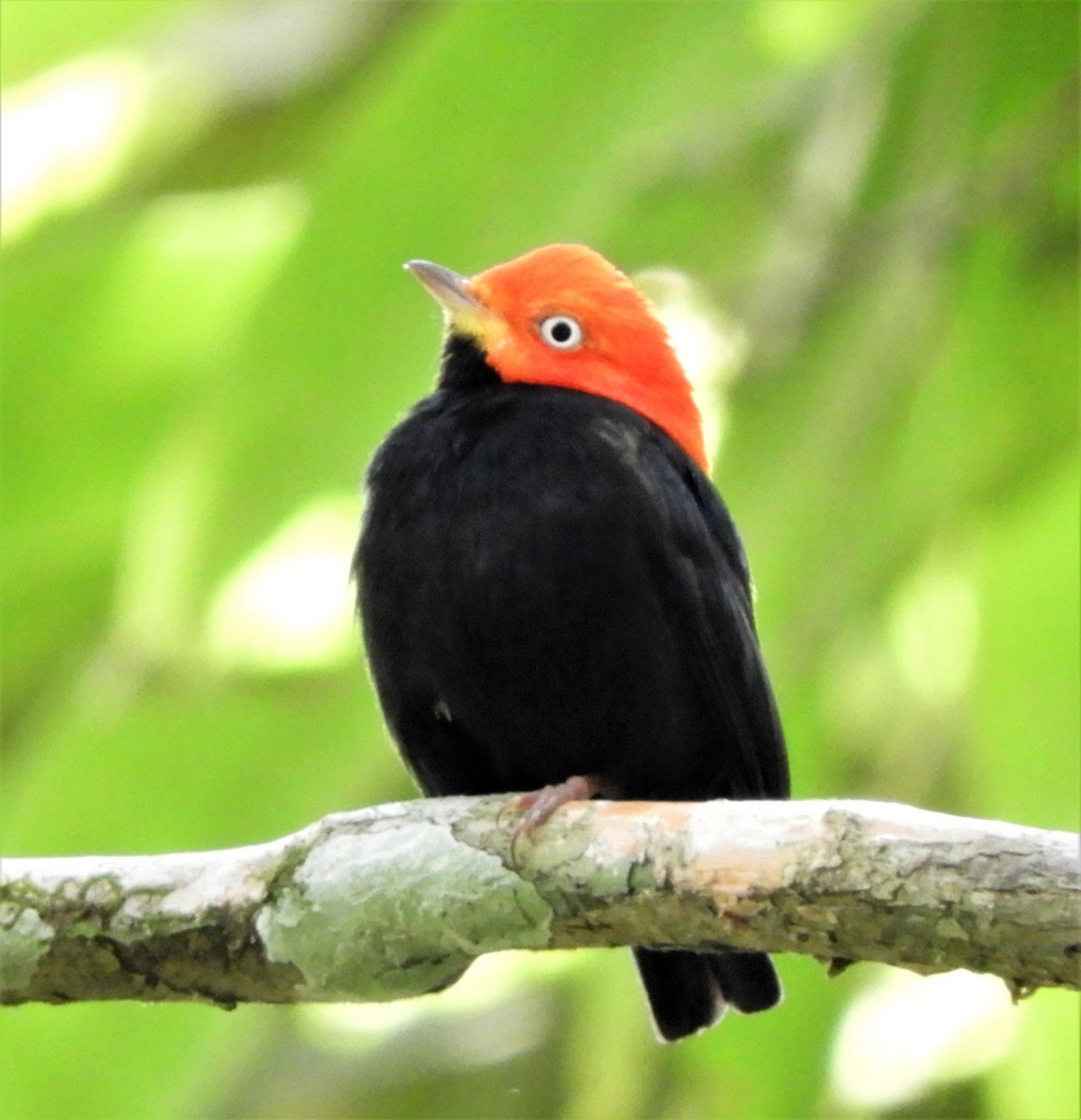 Red-capped Manakin - ML272670421
