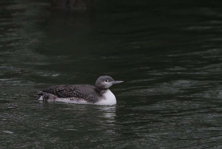 Red-throated Loon - ML272670581