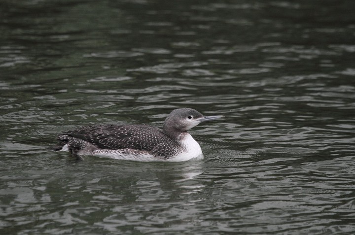 Red-throated Loon - ML272670591