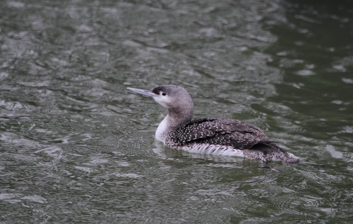 Red-throated Loon - ML272670601