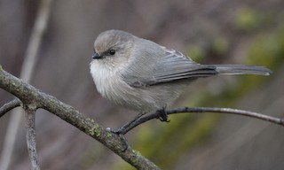  - Bushtit