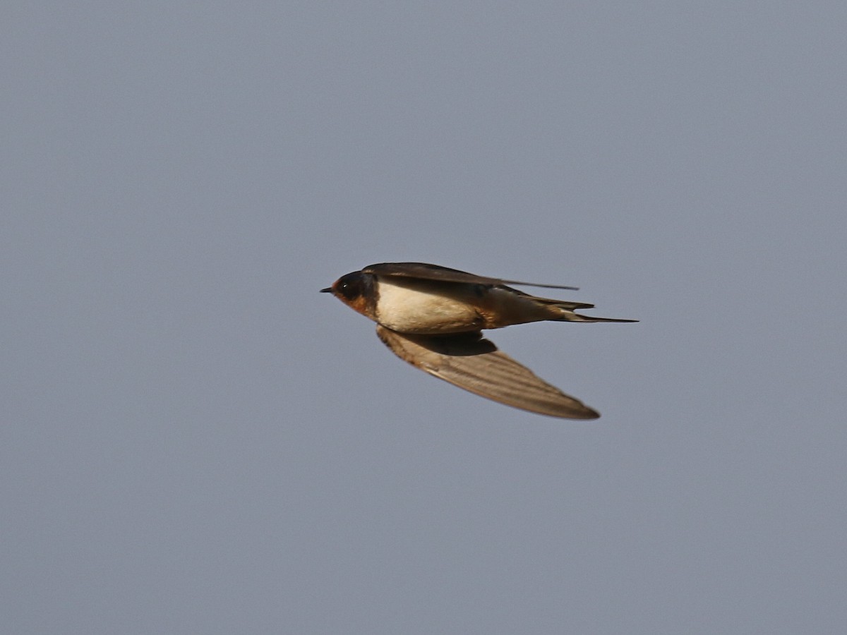 Barn Swallow - ML272675521