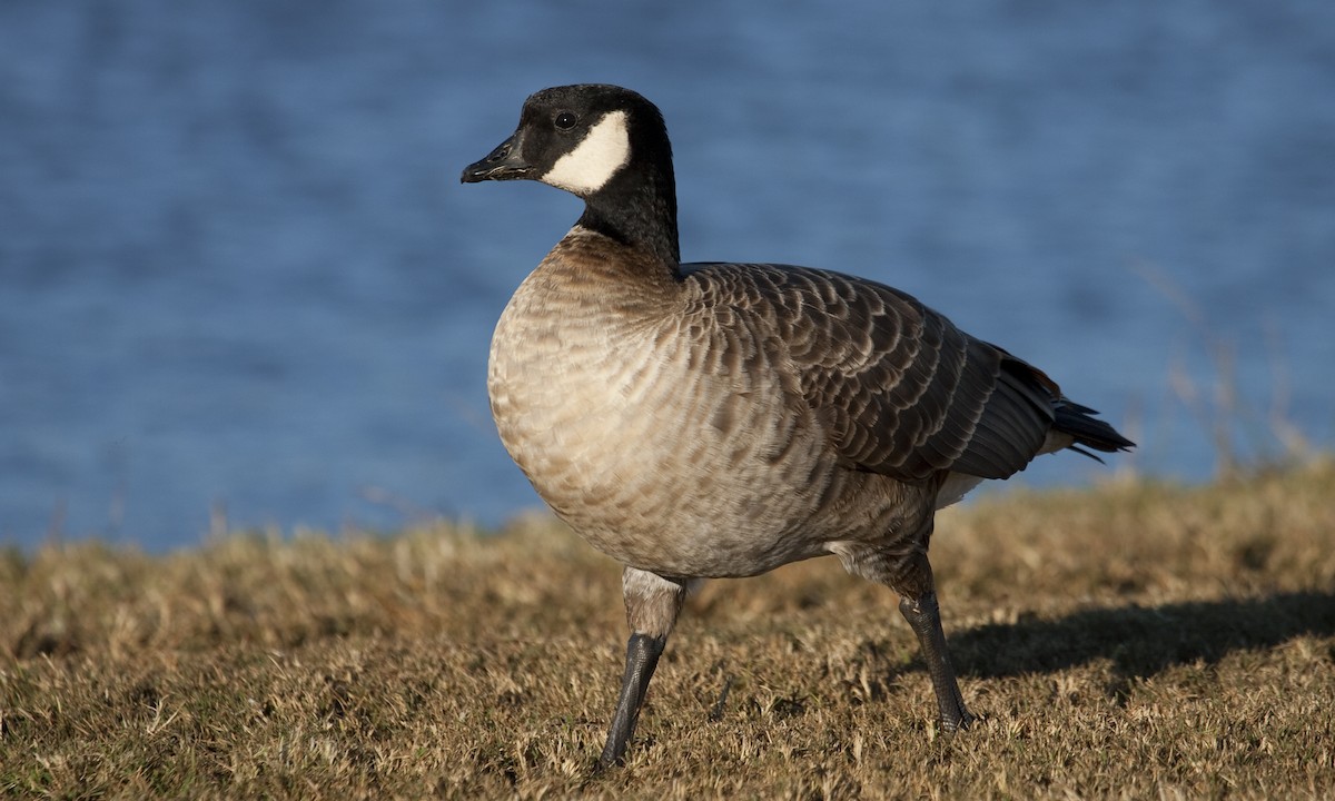 Cackling Goose (Aleutian) - ML27267631