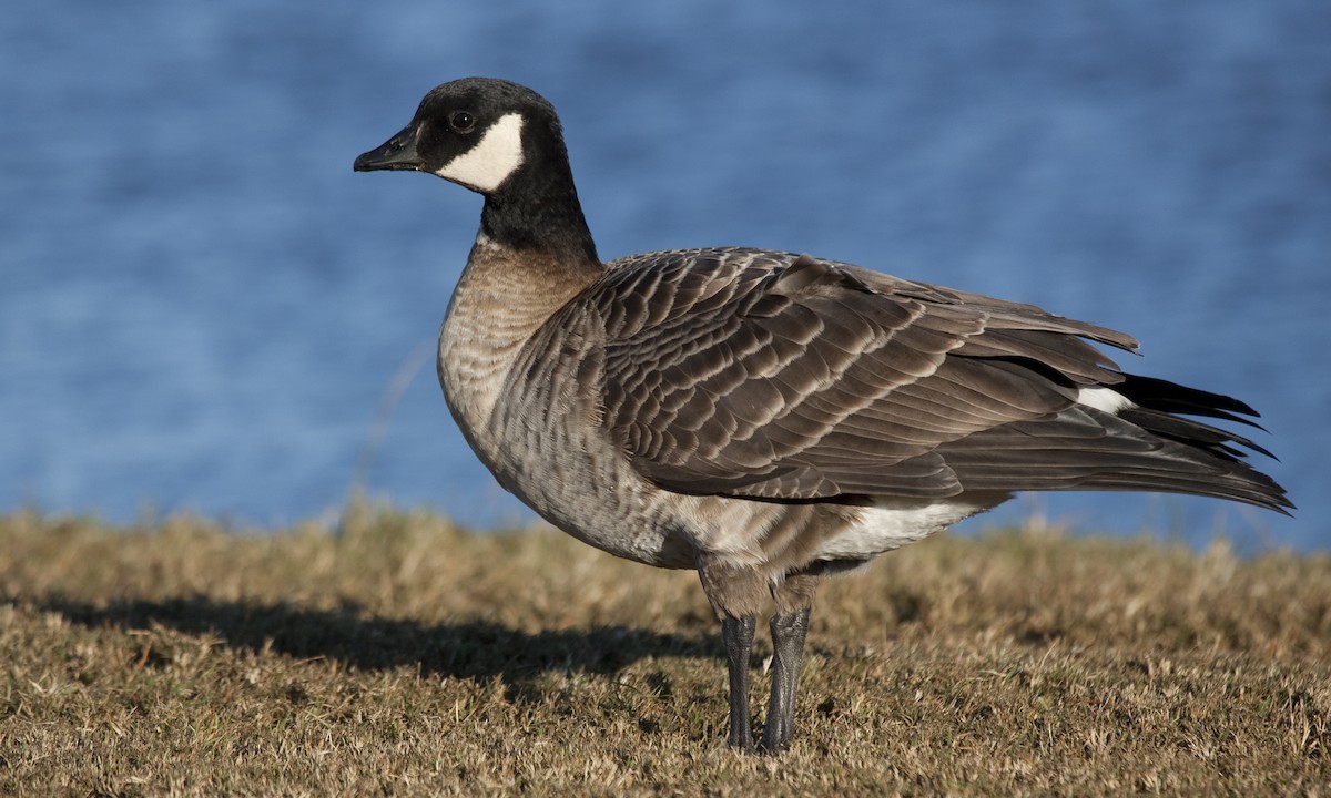 Cackling Goose (Aleutian) - ML27267641