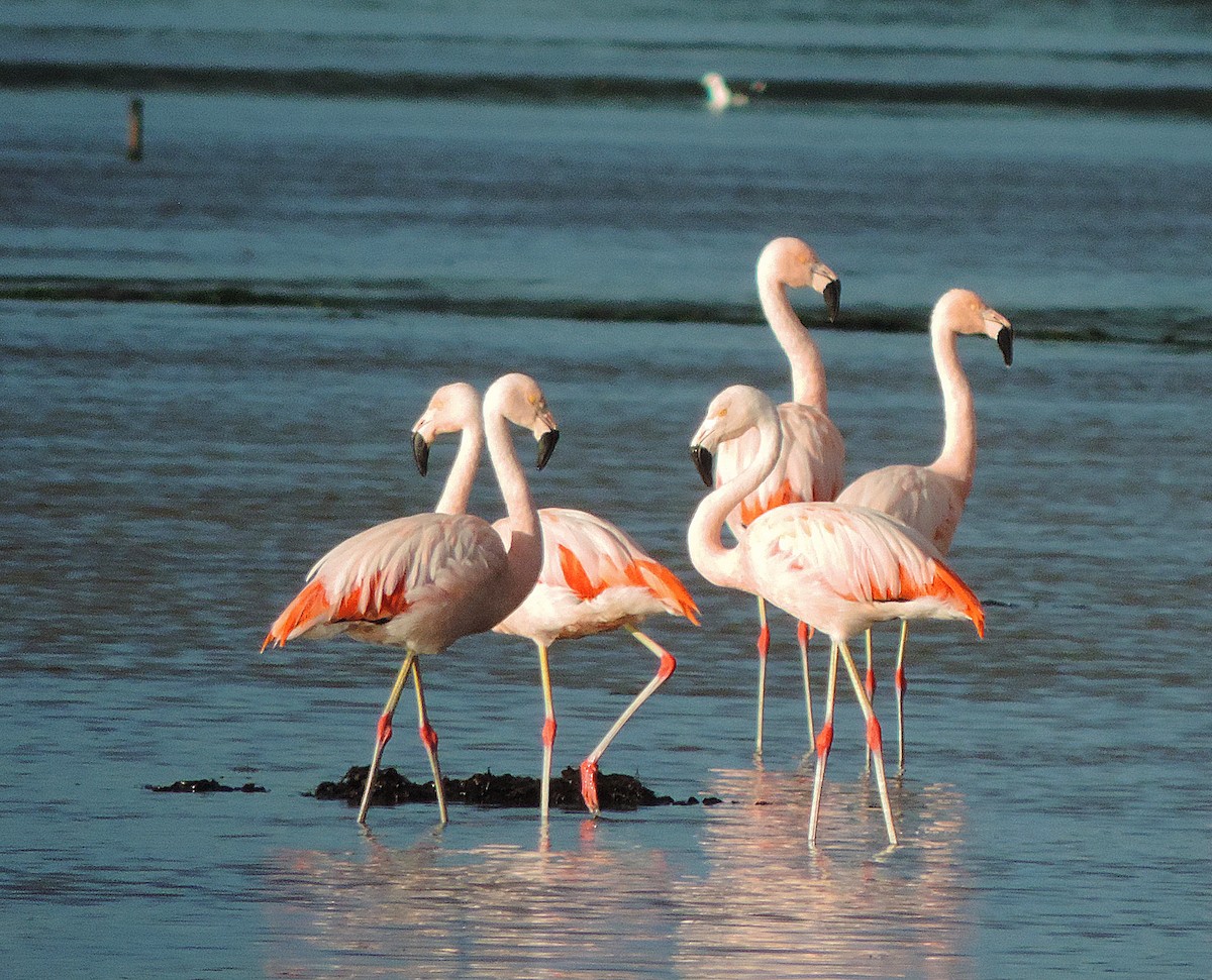 Chilean Flamingo - Christian  Araos