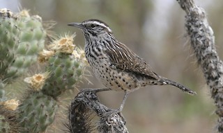  - Cactus Wren