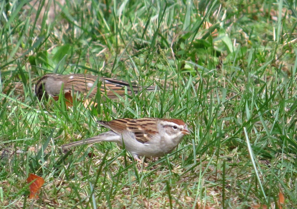 Chipping Sparrow - ML272679701