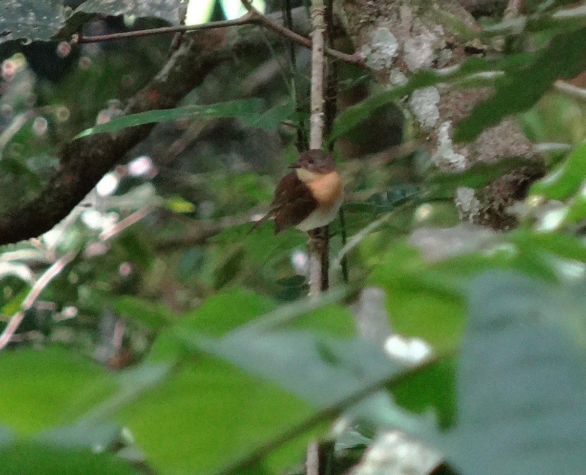 Rufous-chested Flycatcher - ML272680471