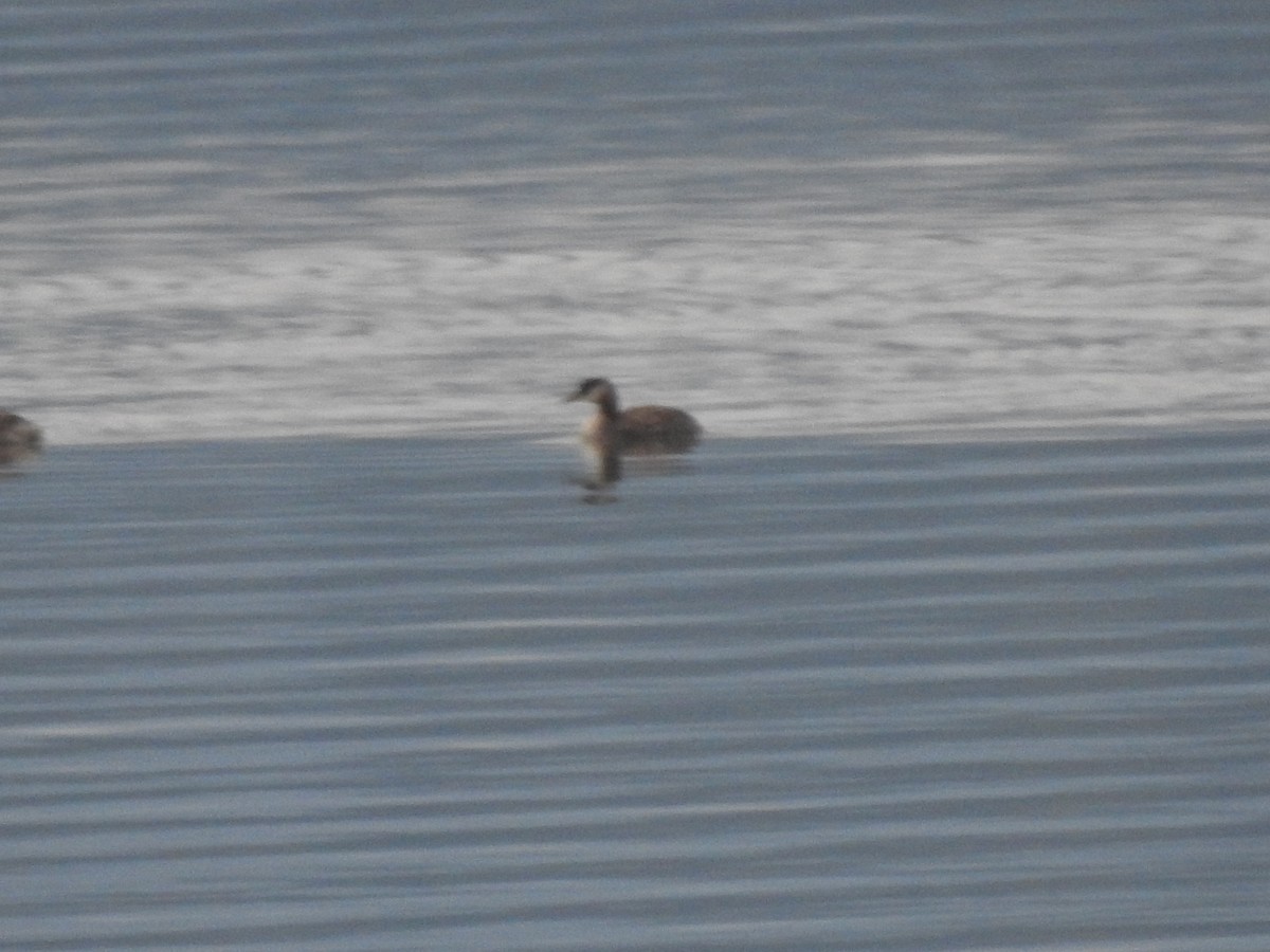 Red-necked Grebe - ML272682711