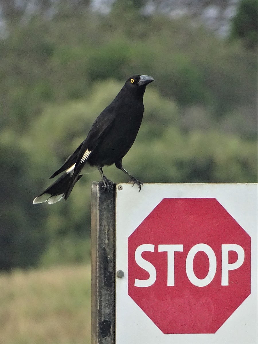 Pied Currawong - ML272686591