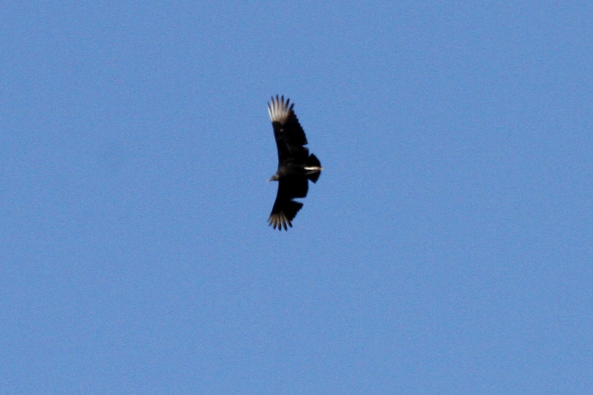 Black Vulture - ML27269231