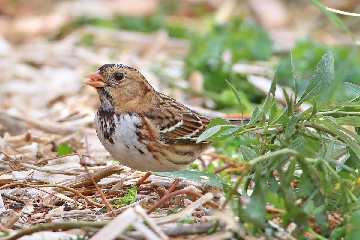 Harris's Sparrow - Shari  McCollough