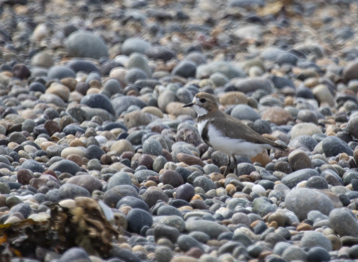 Two-banded Plover - ML272694311