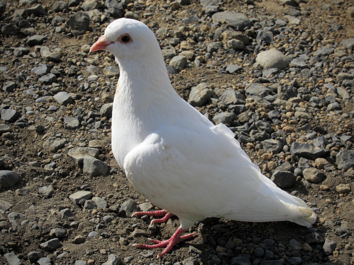 Rock Pigeon (Feral Pigeon) - ML27269581
