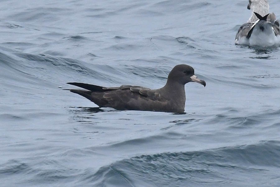 Flesh-footed Shearwater - ML272695891