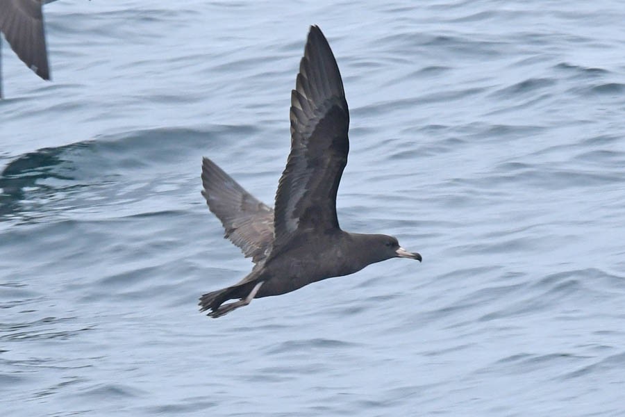 Flesh-footed Shearwater - ML272695901