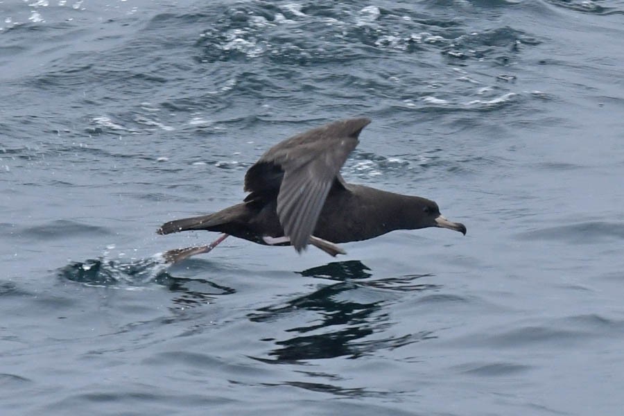 Flesh-footed Shearwater - ML272695911