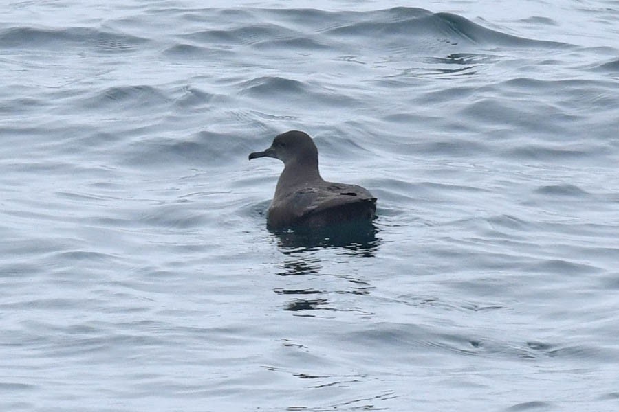 Sooty Shearwater - Troy Hibbitts