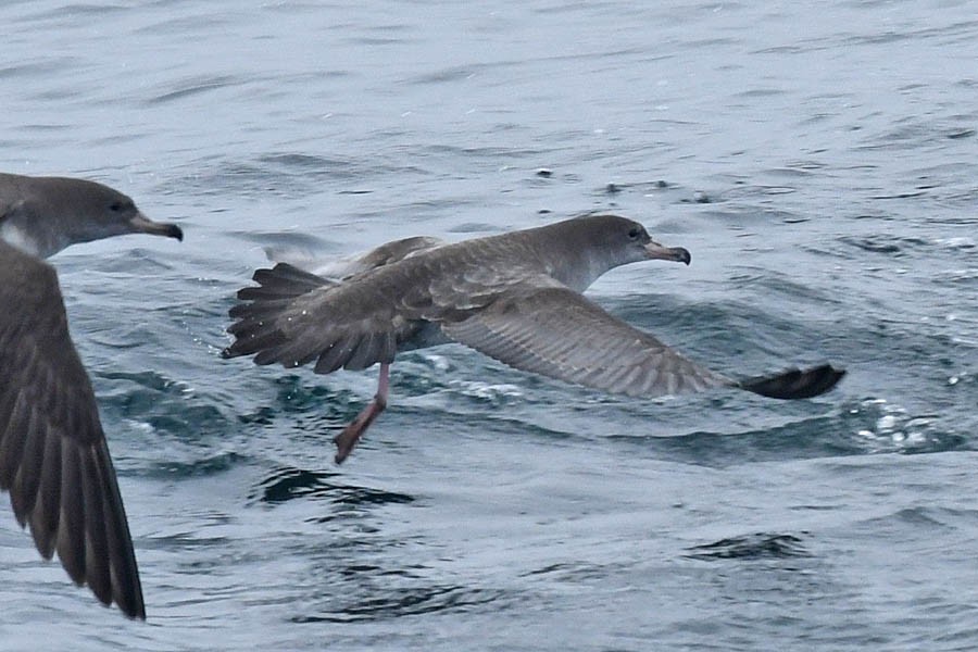 Pink-footed Shearwater - ML272696531