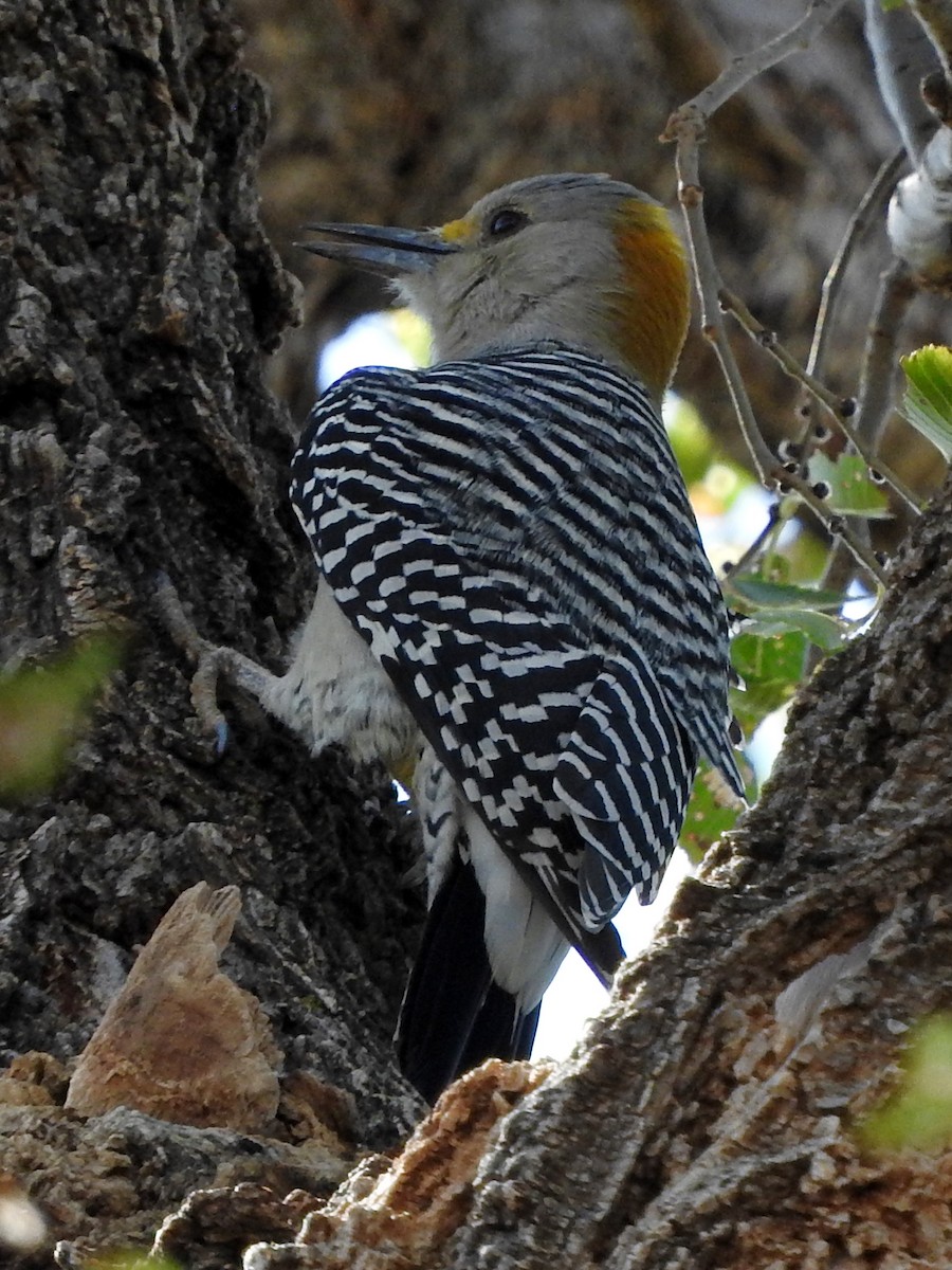 Golden-fronted Woodpecker - ML272697281
