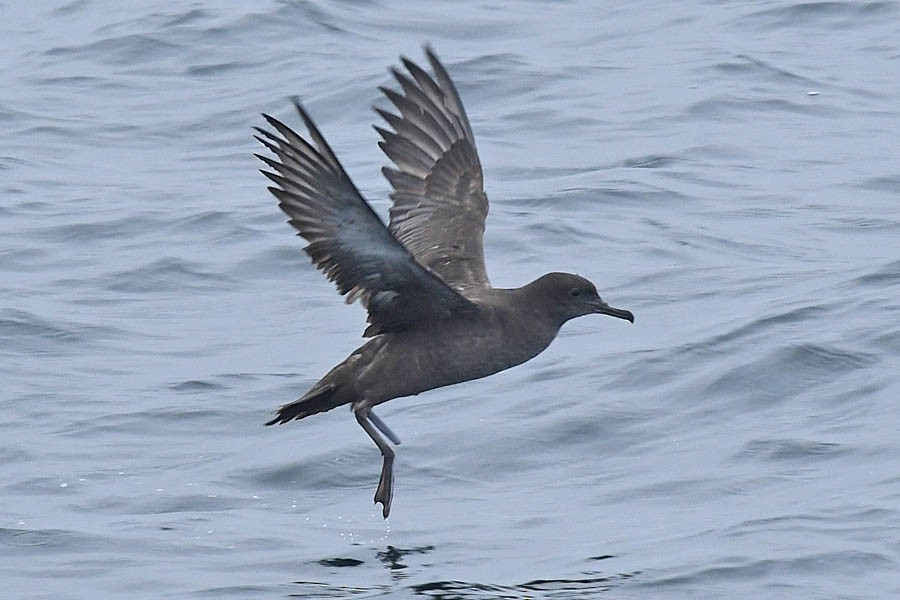 Sooty Shearwater - Troy Hibbitts