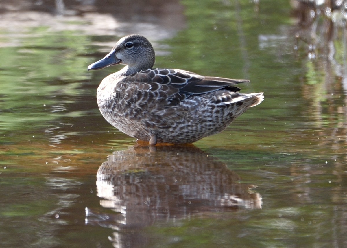Blue-winged Teal - ML272698691