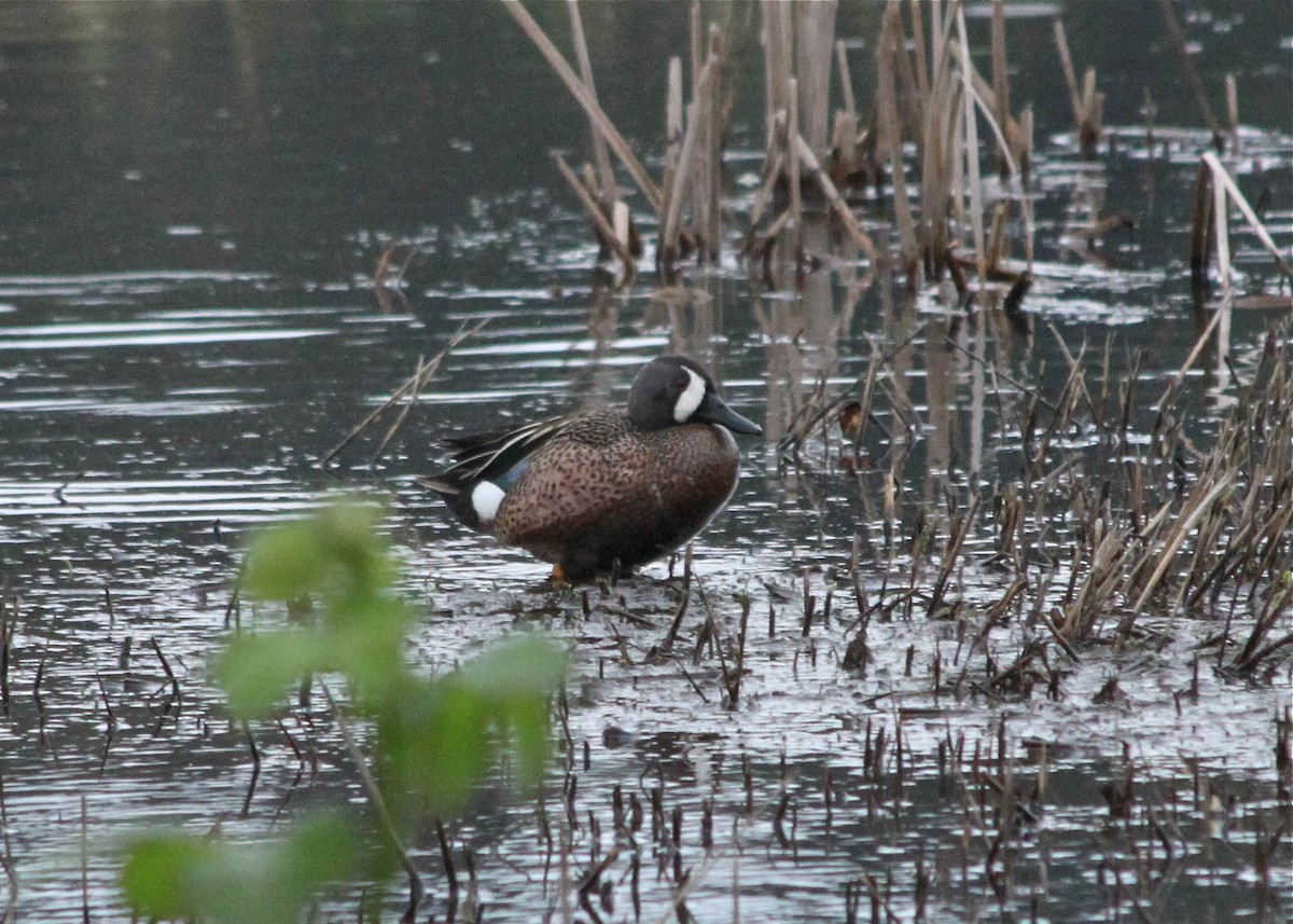 Blue-winged Teal - ML272699261