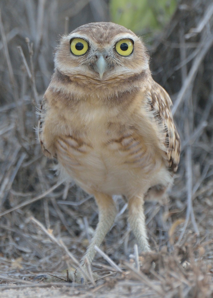 Burrowing Owl - ML272699331