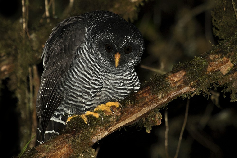 Black-banded Owl (San Isidro) - ML27270141