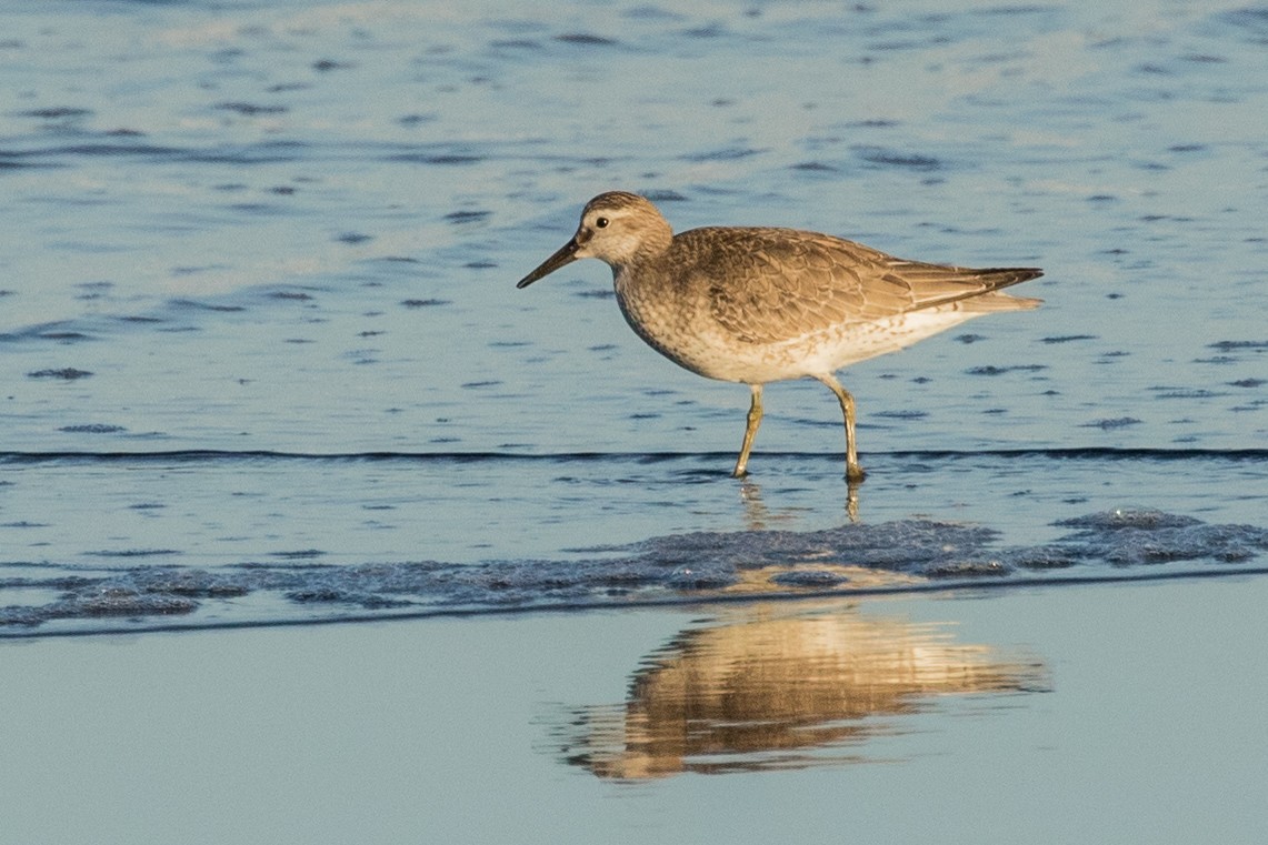 Red Knot - ML272704191