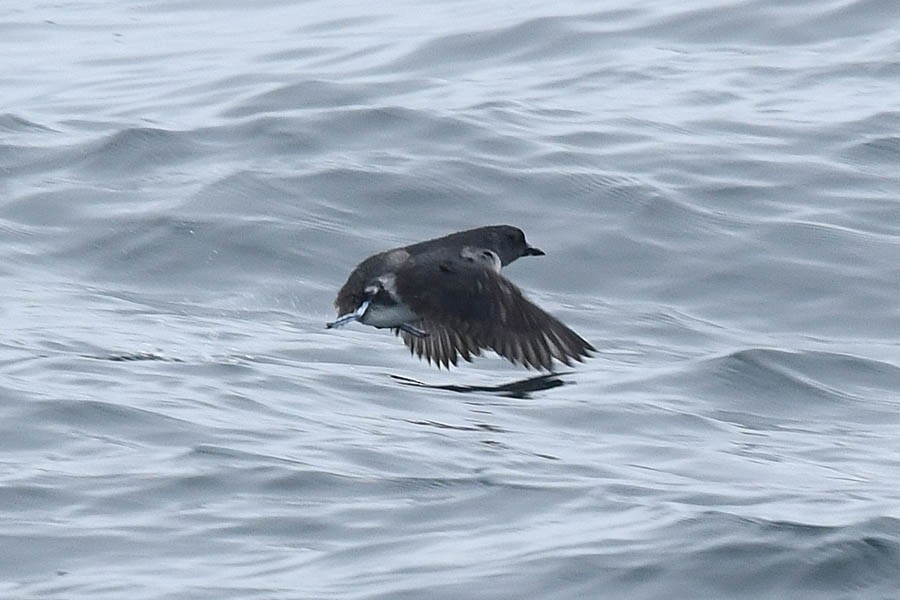 Cassin's Auklet - Troy Hibbitts