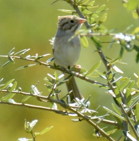 Clay-colored Sparrow - ML272704881