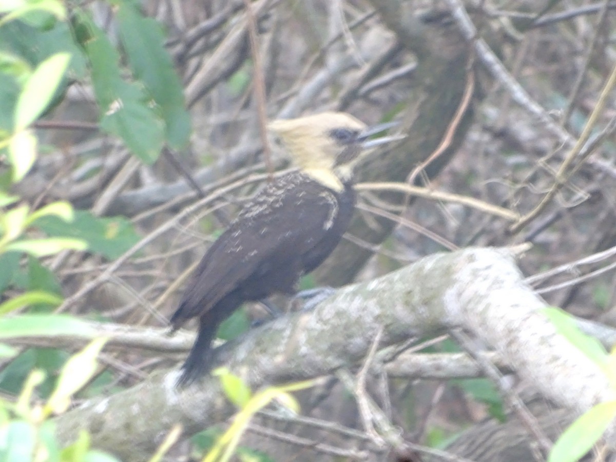 Pale-crested Woodpecker - ML272706611