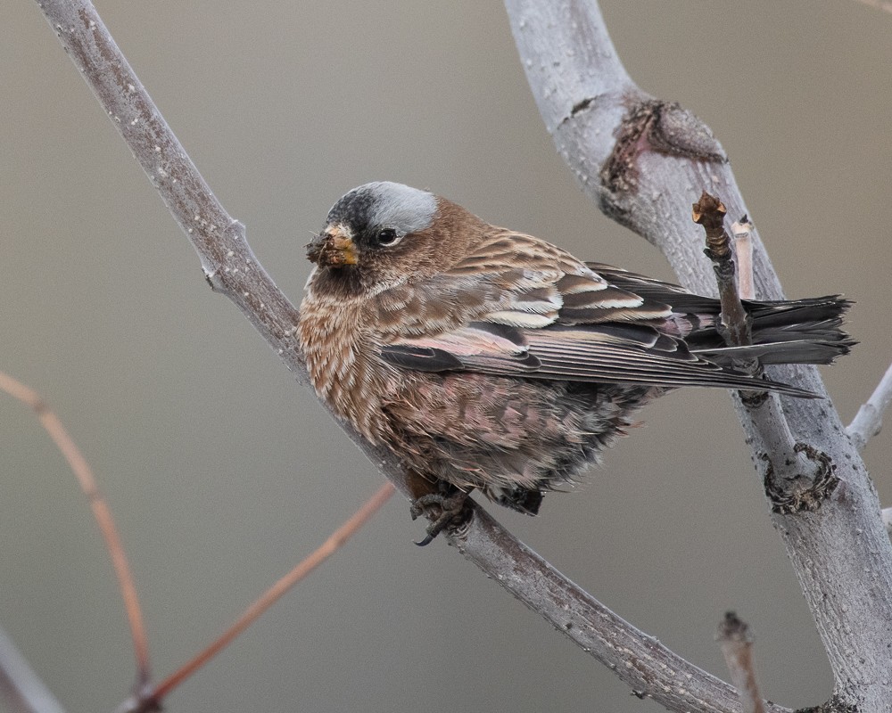 Gray-crowned Rosy-Finch - ML272707711