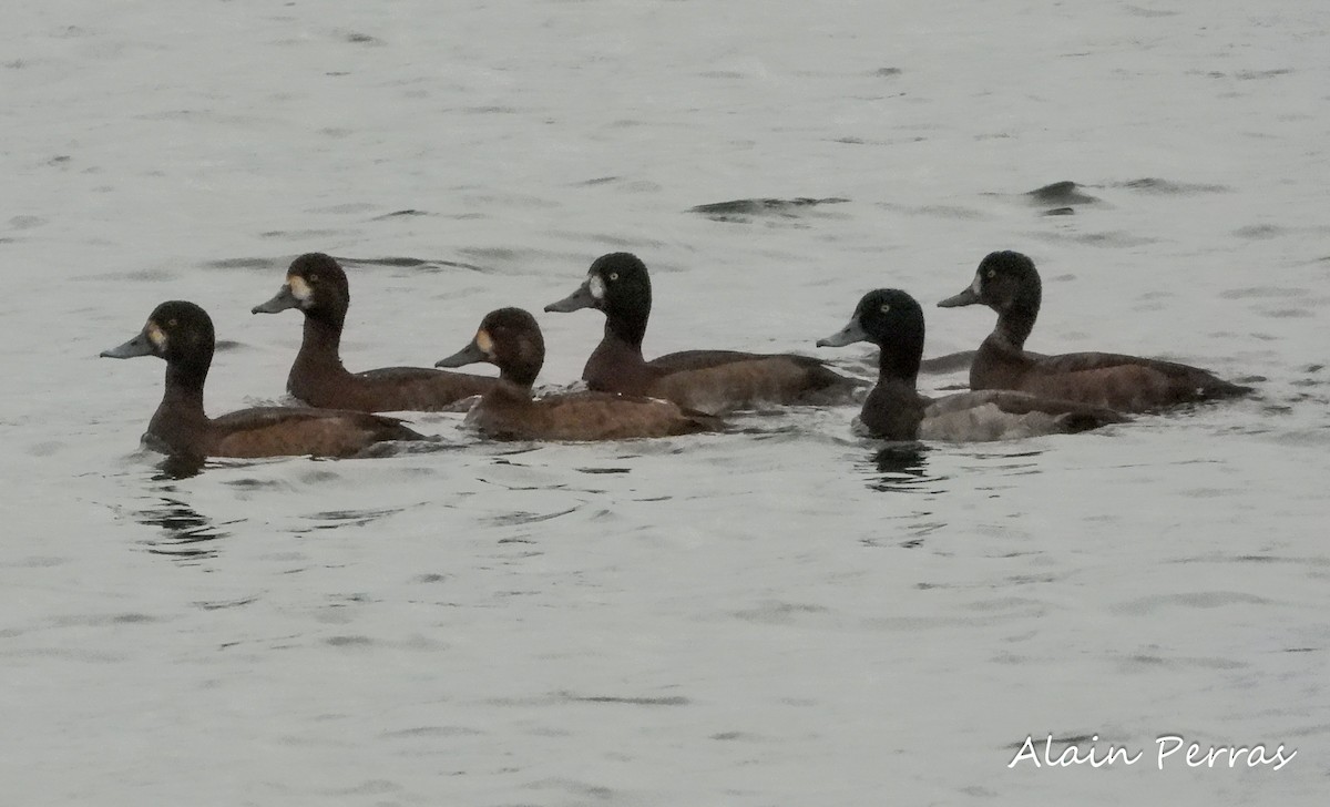 Greater Scaup - ML272709731
