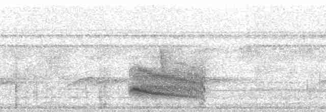 Weißkehl-Ameisenvogel - ML27271