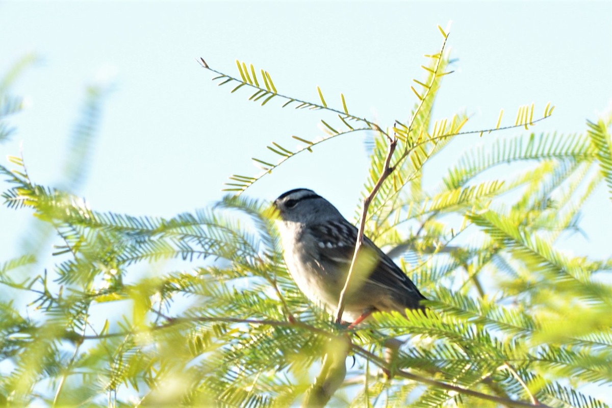White-crowned Sparrow - ML272713361