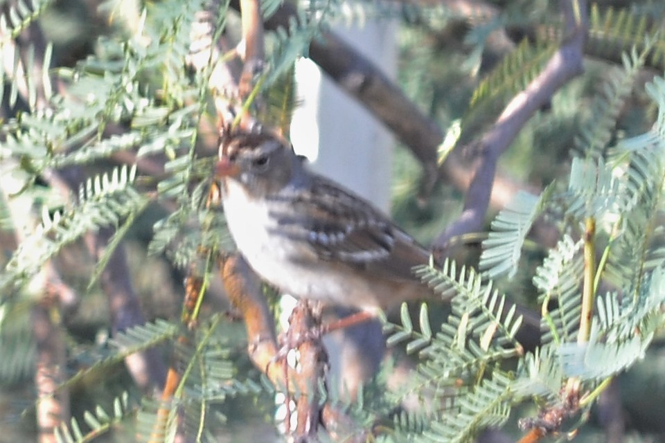 White-crowned Sparrow - ML272713911