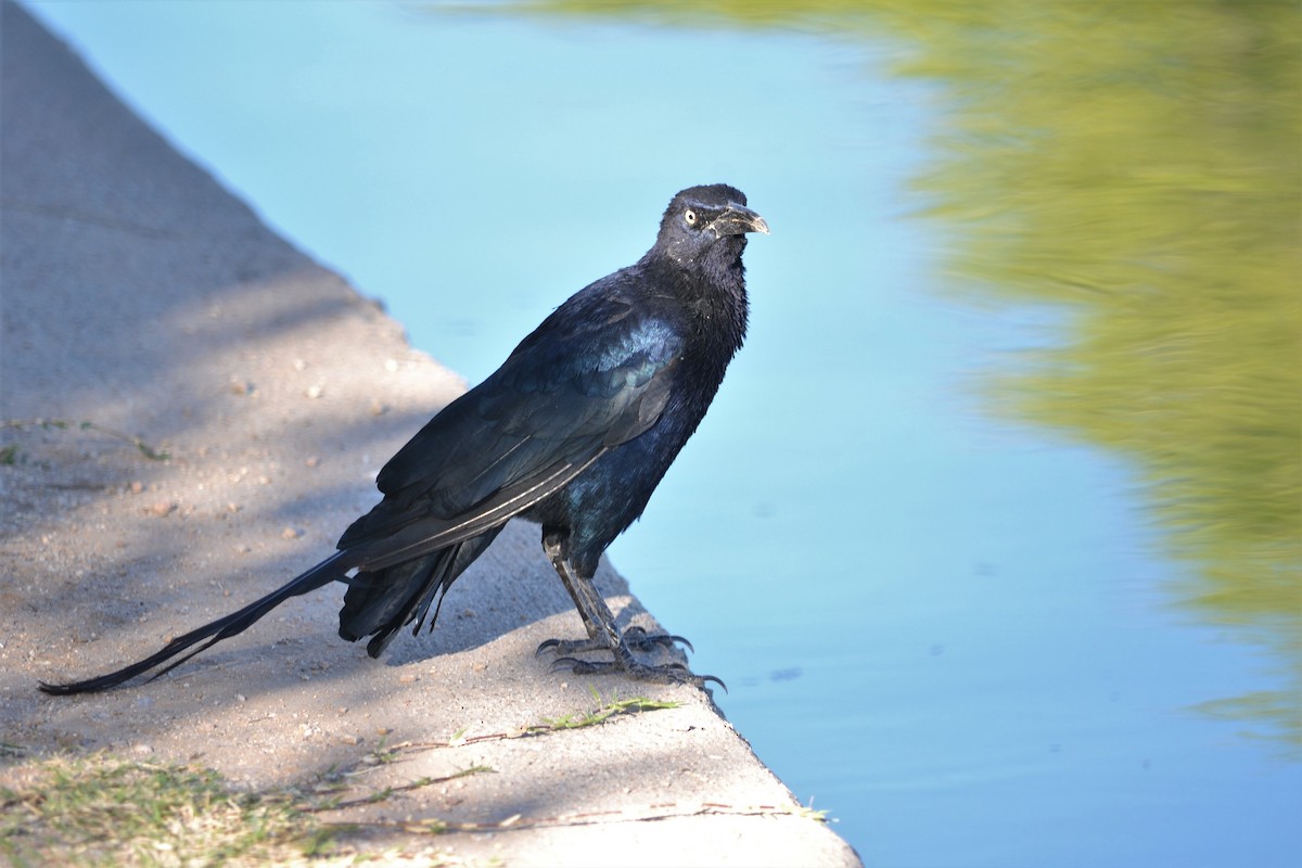 Great-tailed Grackle - ML272715461