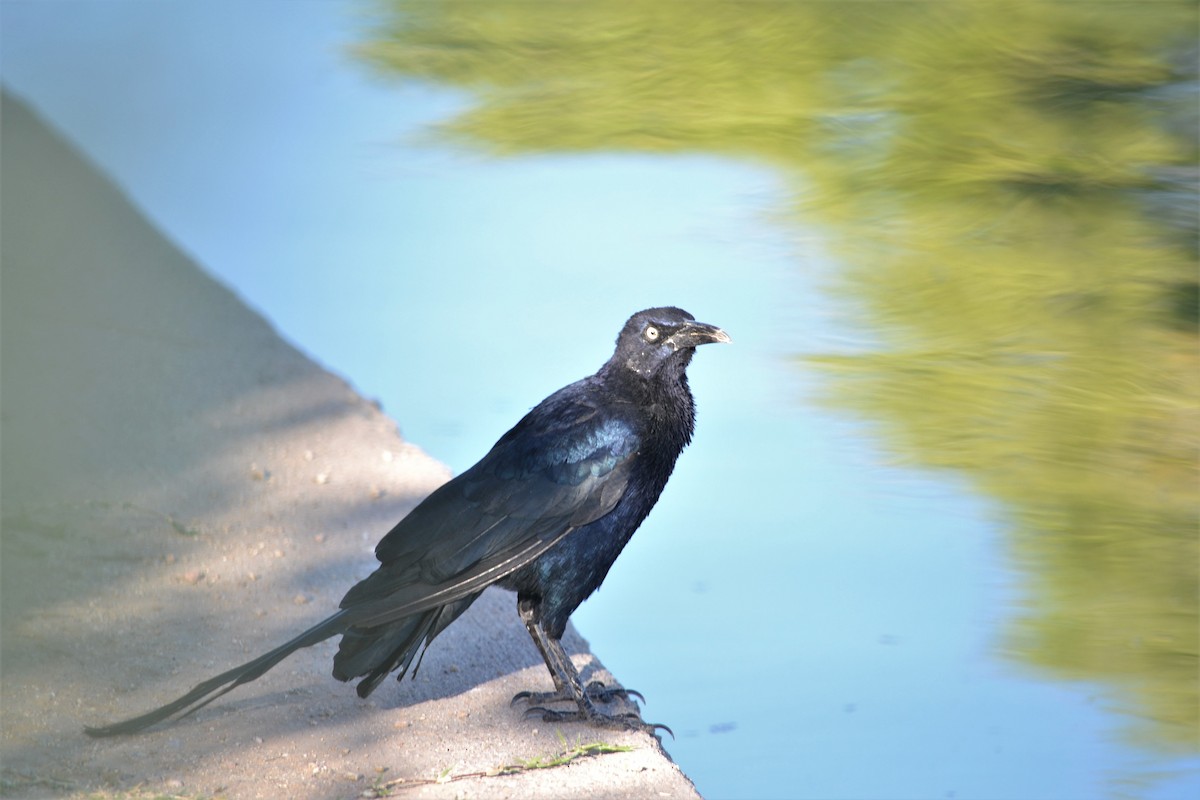Great-tailed Grackle - ML272715541