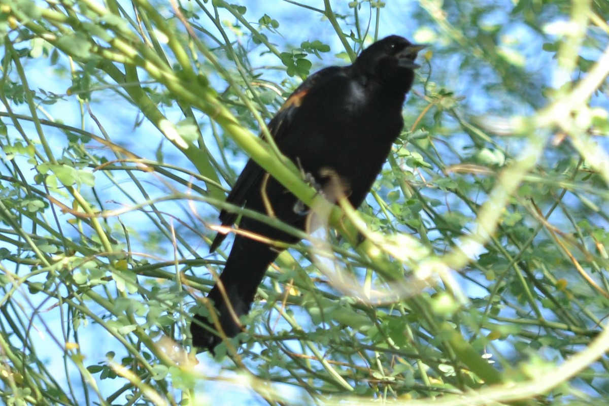 Red-winged Blackbird - ML272715761