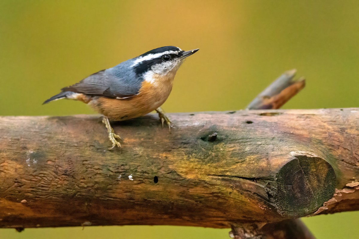 Red-breasted Nuthatch - ML272719091