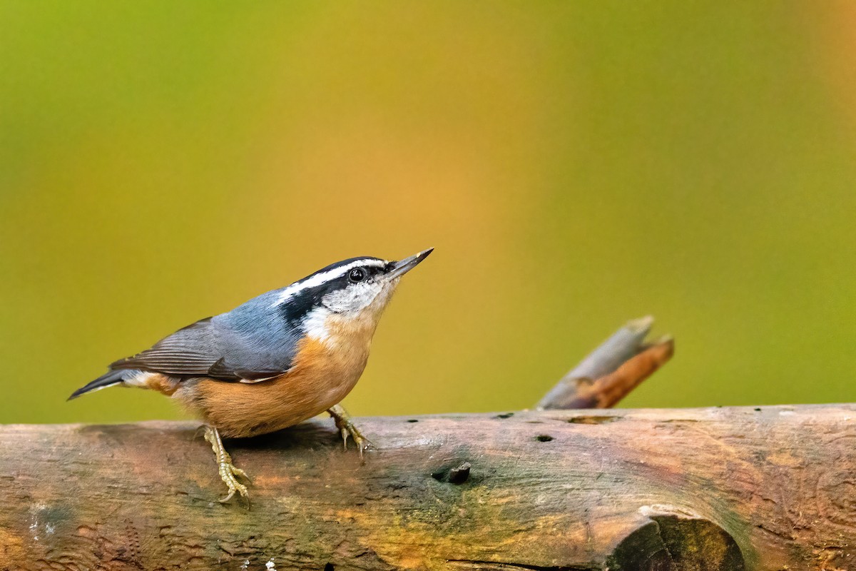 Red-breasted Nuthatch - ML272719231