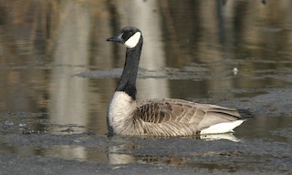  - Canada Goose