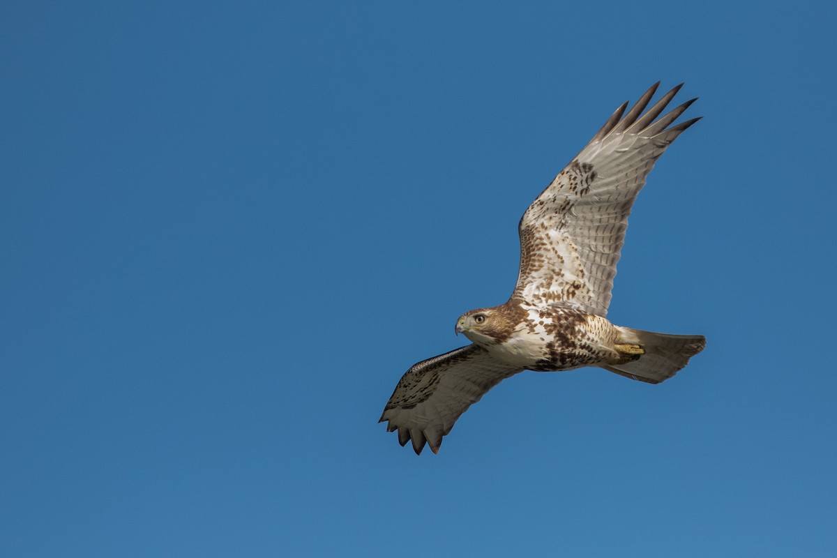 Red-tailed Hawk - Blair Dudeck